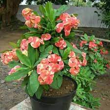 Maybe you would like to learn more about one of these? Jual Tanaman Hias Eforbia Bunga Oranye Berkualitas