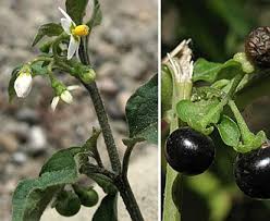 Image result for Solanum americanum