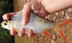 Maybe you would like to learn more about one of these? Mengenal Keluarga Ikan Lampam Umpan