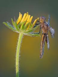 Black And Blue Widow Skimmer Dragonfly Widow Skimmer Dragonfly Libellula Luctuosa Dragonfly My Spirit Animal Spirit Animal