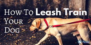 We did not find results for: How To Leash Train Your Dog Learn How To Stop Leash Pulling And Heel