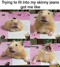 Found On Ifunny Cute Funny Animals Funny Hamsters Funny Animal Memes