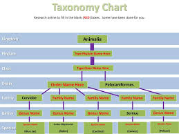 ppt 06 01 classification project powerpoint presentation