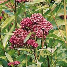 Image result for Asclepias schumanniana