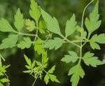 Image result for Lecaniodiscus fraxinifolius