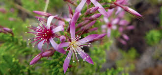 Image result for Emilia tenellula