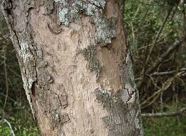 Image result for Schotia capitata