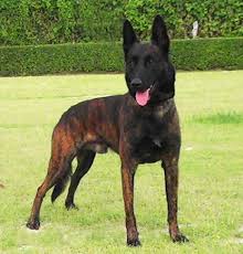 We are currently raising a litter of purebred moyan poodles and a litter of moyan f1 bordoodles. Pin By Jerome On Animals Malinois Dog Dutch Shepherd Dog Working Dogs