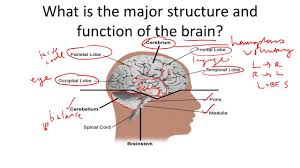 Worksheets are nervous system work, chapter 9 techniques for the specialized brain worksheet section 3: Brain Structure And Function Youtube
