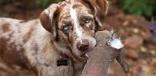 Insecurity plays a big part in resource guarding behaviors. All You Need To Know About Resource Guarding And How To Reduce It Pawboost Blog