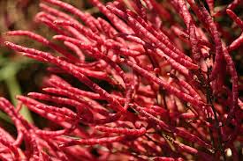 Image result for Salicornia pachystachya