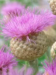 Image result for Centaurea praecox