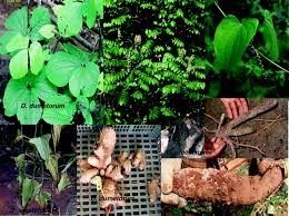 Image result for Dioscorea minutiflora