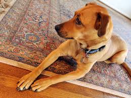 How to remove and clean dog urine odor, stains and spots from carpets and rugs natural way to clean dog urine using common household products. How To Get Dog Urine Out Of Carpet Brothers Cleaning Services