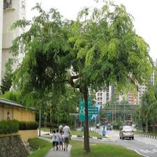 Image result for Dalbergia martinii