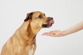 If you are sure that you really want a dog, you should know which dog type would be the best for you. Is Your Dog Sick Watch For These 10 Common Signs Bark
