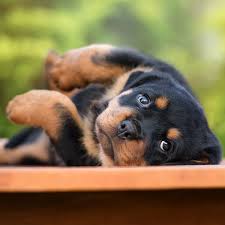 Puppies are easy to train! 1 Rottweiler Puppies For Sale In Portland Or Uptown