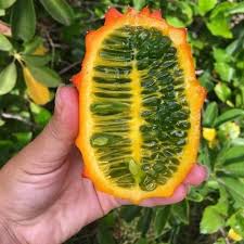 Graines Kiwano Concombre Cornu D Afrique Concombre Graine Melon