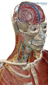 Human Anatomy Atlas 3d Anatomical Model Of The Human Body Guide For Medical Students Doctors Ios Appcrawlr Human Anatomy Anatomy Human