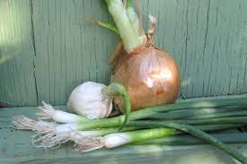 As mentioned, you should plant your green onions about one inch apart. Growing Green Onions Without A Garden Co Op Welcome To The Table