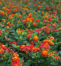 Image result for Lantana camara