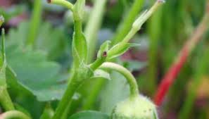 Image result for květopas jahodníkový