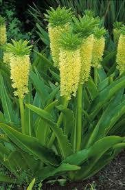 Image result for Eucomis autumnalis