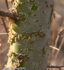Image result for Commiphora caerulea