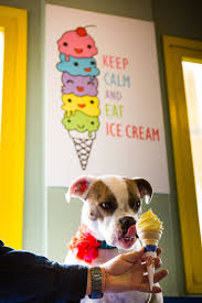 Dogs Like Ice Cream Too Photo By Visitventura Kamilo Bustamante Ice Cream Ice Cream