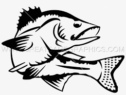 Download Transparent Library Walleye Clipart Walleye Line Art 825x580 Png Download Pngkit