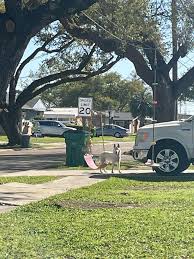 Did someone lose their dog? My mom found this dog outside her door this  morning