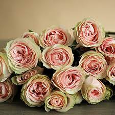 Soft Pink Spray Rose Fiftyflowers Com