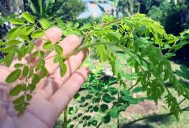 Moringa has many medicinal uses and has been used to treat conditions such arthritis, rheumatism, anemia, cancer, diabetes, epilepsy and stomach complications such as spasms, ulcers, stomach pain and constipation. This Miracle Tree Could Save A Life 2cents