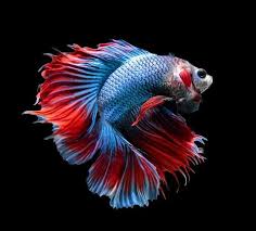 Cara membedakan ikan cupang plakat jantan dan betina juga bisa kita lakukan dengan memahami perbedaan berikut ini. Ikan Cupang Banyak Keunikan Steemit