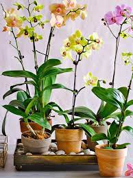 Pin On Gardening