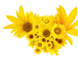 Sunflowers Common Sunflower Clip Art Sunflower Images Hd Bee Decor Sunflower Images Sunflower Png