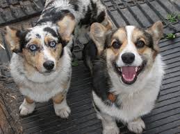 Corgi puppies for adoption utah. Pin On Animal And Pet Addiction