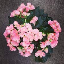 Begonia Guide Our House Plants