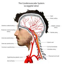 Pathophysiology Neuro4students