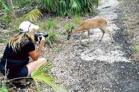 The florida keys are a region of florida. Key West Florida Keys Tour Zum Aquarium Deer Refuge Und Mittagessen 2021
