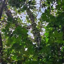 Image result for Ficus sansibarica