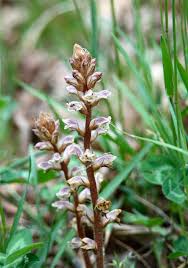 Image result for Orobanche minor
