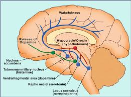 A Diagram Showing The Main Projections Of Hypocretin Orexin Neurons Download Scientific Diagram