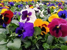Texas isn't just a great place to grow wildflowers—it's also a great place to find help. Ask Burton Q I Ve Heard That Pansies Are The Best Flowers I Can Grow In My Sunny Flower Beds For Fall And Winter Color When Should I Tear The Summer Flowers Out