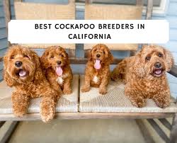 Preferably someone that will stay small. Best Cockapoo Breeders In California Top 5 We Love Doodles