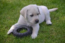Home dog information how much does a labrador cost? Labrador Puppies For Sale Bishops Stortford Hertfordshire Pets4homes