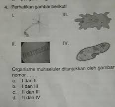 Selanjutnya sel sel terbagi secara lebih khusus lagi menjadi sel hewan uniseluler (protozoa), sel alga uniseluler, sel fungi (hifa), sel tumbuhan, sel hewan multiseluler, sel bakteri, sel archaebakteria. Organisme Multiseluler Ditunjukkan Oleh Gambar Nomor Brainly Co Id