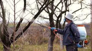 Bacterial canker of cherries (at > more small particles/lb = better spray coverage. Gardener Spraying With Copper For Protection Of Fruit Trees Video By C Alexanto Stock Footage 70611747