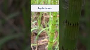 Image result for Equisetaceae