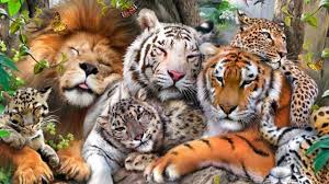 أنواع الحيوانات المفترسة تمتاز بأنها مفترسة حيوانات حيوانات